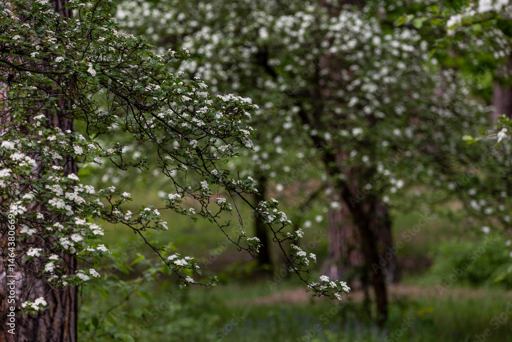 In the pine forest a Hawthorn tree in full bloom, covered in clusters of small white flowers. The branches are dense with blossoms, creating a contrast against the rich green leaves.