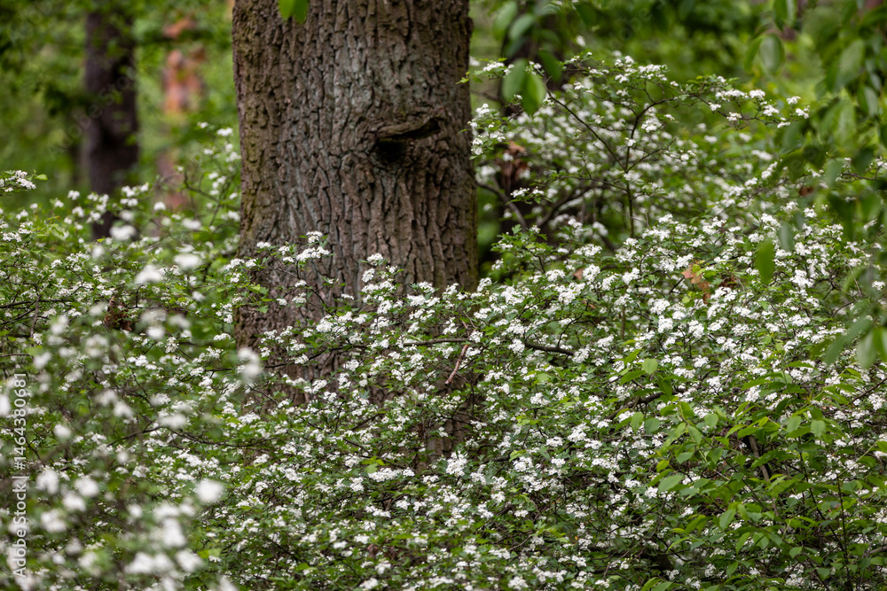 In the pine forest a Hawthorn tree in full bloom, covered in clusters of small white flowers. The branches are dense with blossoms, creating a contrast against the rich green leaves.