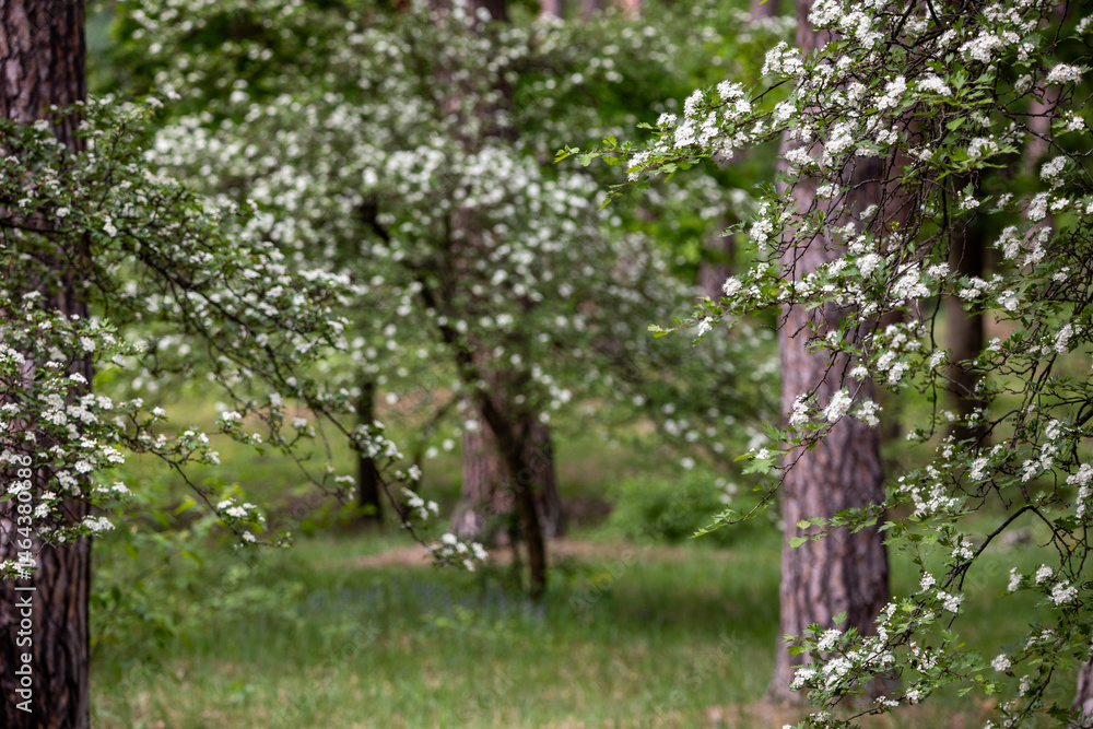 In the pine forest a Hawthorn tree in full bloom, covered in clusters of small white flowers. The branches are dense with blossoms, creating a contrast against the rich green leaves.