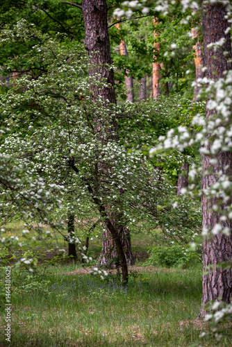In the pine forest a Hawthorn tree in full bloom, covered in clusters of small white flowers. The branches are dense with blossoms, creating a contrast against the rich green leaves.