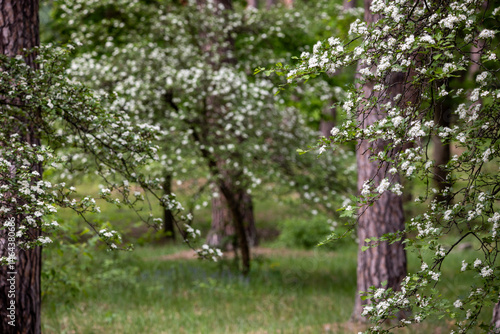 In the pine forest a Hawthorn tree in full bloom, covered in clusters of small white flowers. The branches are dense with blossoms, creating a contrast against the rich green leaves.