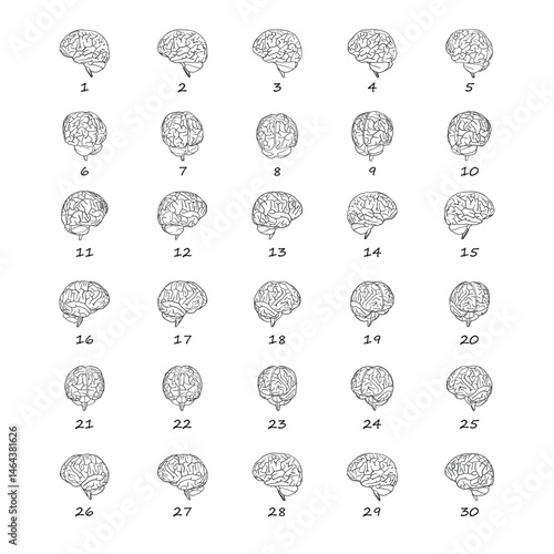 Brain line art 2d rotate data sheet poses hand drawn simple style to complement data and research