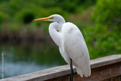 Great Egret Perched on Wooden Railing with Serene Water Backdrop