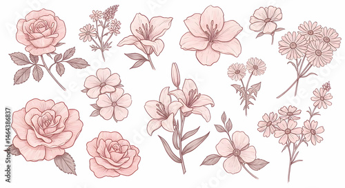 Vintage floral illustrations collection