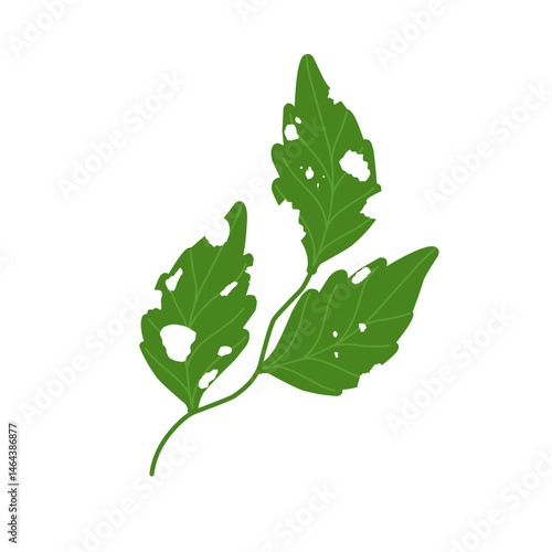 Illustration of green leaves with holes due to insect bites