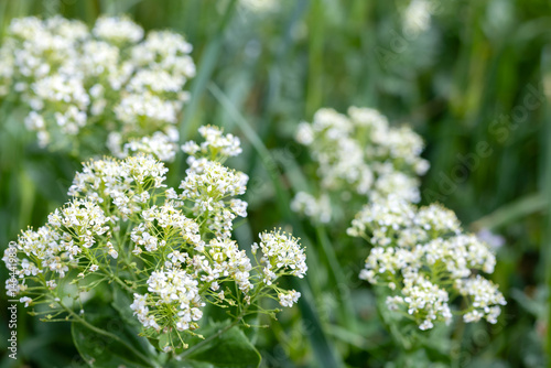 Close-up of blooming white wildflowers in a green meadow on a sunny spring day. Natural soft focus background with fresh foliage. Peaceful and serene floral nature scene.