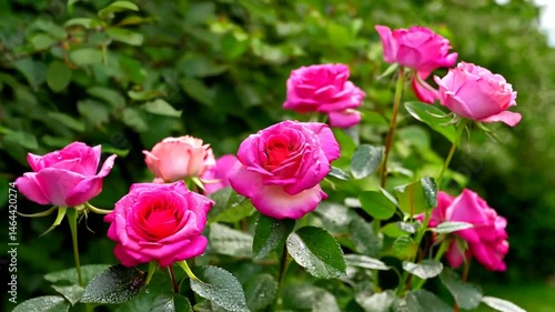 Wallpaper Mural Rose Bush in Bloom: Capturing the vibrant beauty of a rose bush in full bloom, featuring a profusion of pink roses set against lush green foliage, embodying the essence of nature's elegance. Torontodigital.ca