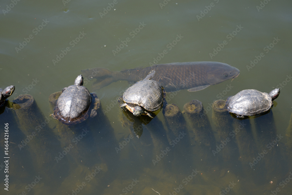 Obraz premium 宝ヶ池公園 宝ヶ池の亀と鯉 京都市左京区上高野