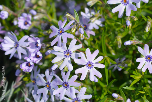 Creeping Phlox flowers - Latin name - Phlox subulata Fabulous Blue Dark Centre