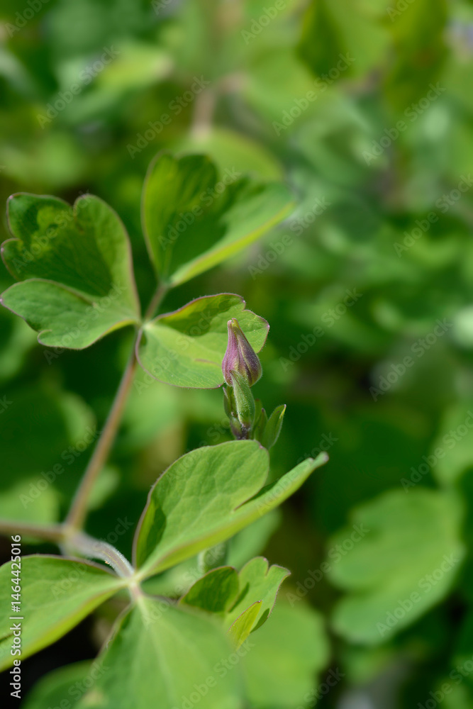 Columbine flower buds - Latin name - Aquilegia vulgaris Winky Double Red-White