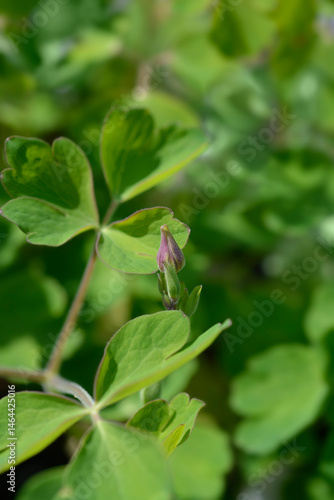 Obraz na płótnie Columbine flower buds - Latin name - Aquilegia vulgaris Winky Double Red-White w salonie
