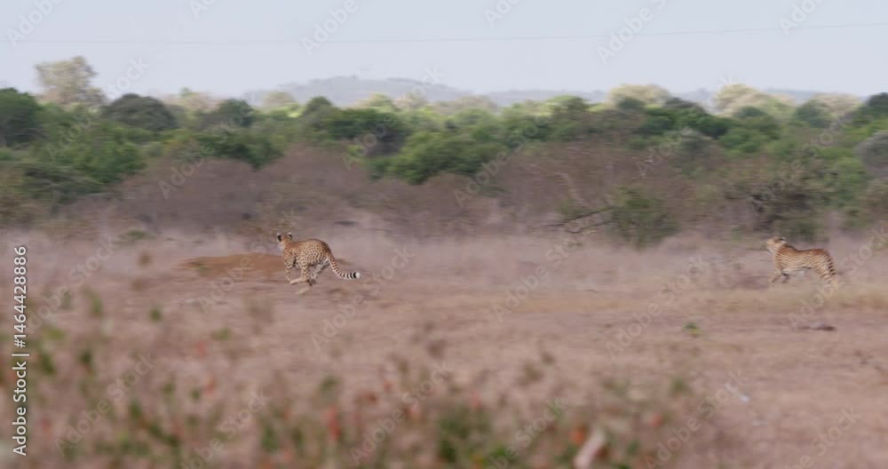 Wide follow shot of two cheetahs (Acinonyx jubatus) running while on the hunt for warthog during morning at the kenyan savanna Wide follow shot of two cheetahs (Acinonyx jubatus) running while on the hunt for warthog during morning at the kenyan savanna
