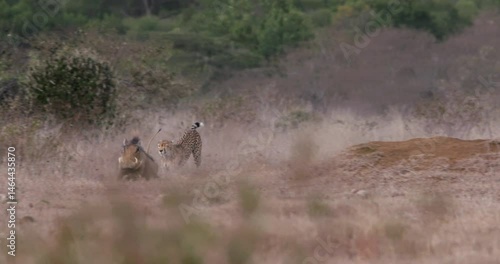 Wide tracking shot of a pair of cheetahs (Acinonyx jubatus) chaotic hunt of warthogs as they run around a plain in kenya at sunrise