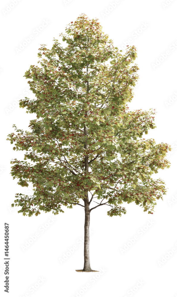 Fototapeta premium A vibrant hawthorn tree stands tall against a pure white background, showcasing its lush green leaves and red berries in stunning detail and natural beauty.