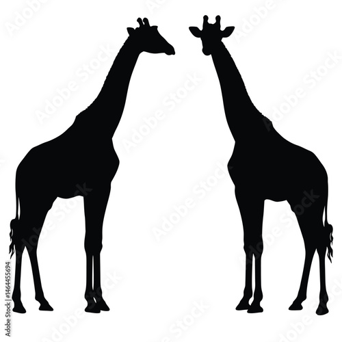 Tall giraffe silhouette bundle. Giraffe standing silhouette set vector. Wild giraffe walking silhouette bundle design. Wild Camelopard vector on a white background. Camelopard in different positions.