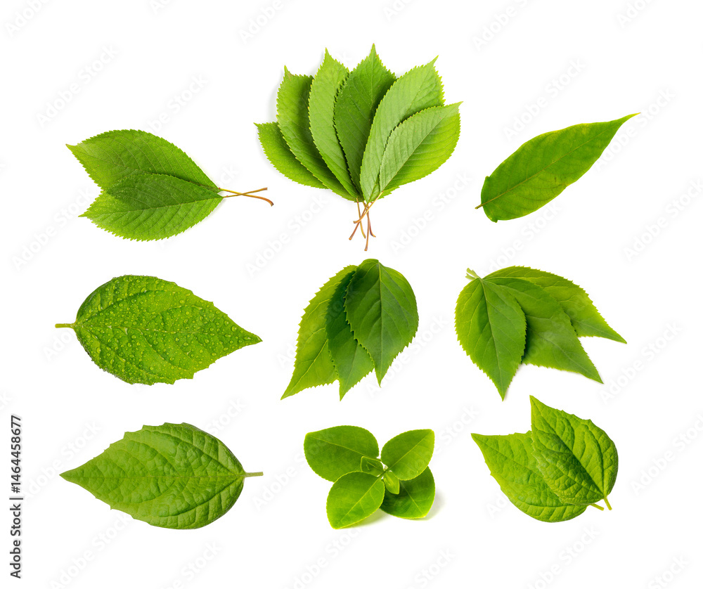 Fototapeta premium Fresh Green Leaf Isolated, Fruit Leaves, Raw Garden Plant Twigs