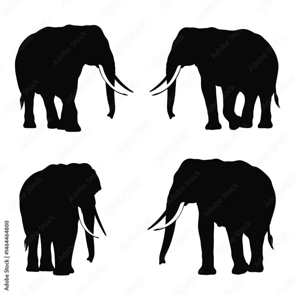 Fototapeta premium Big elephant walking silhouette collection on a white background. Huge elephant silhouette icon bundle. Wild animal silhouette set vector. Elephant with big tusks silhouette symbol vector.