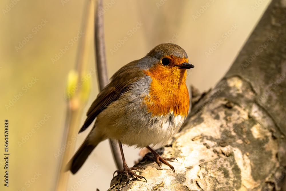 Fototapeta premium Rotkehlchen sitzt auf einem Ast