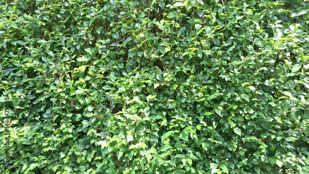 Detailed close-up of vibrant green Acalypha Siamensis hedge leaves (no people), offering a lush natural decorative backdrop and serving as a beautiful living fence Detailed close-up of vibrant green Acalypha Siamensis hedge leaves (no people), offering a lush natural decorative backdrop and serving as a beautiful living fence