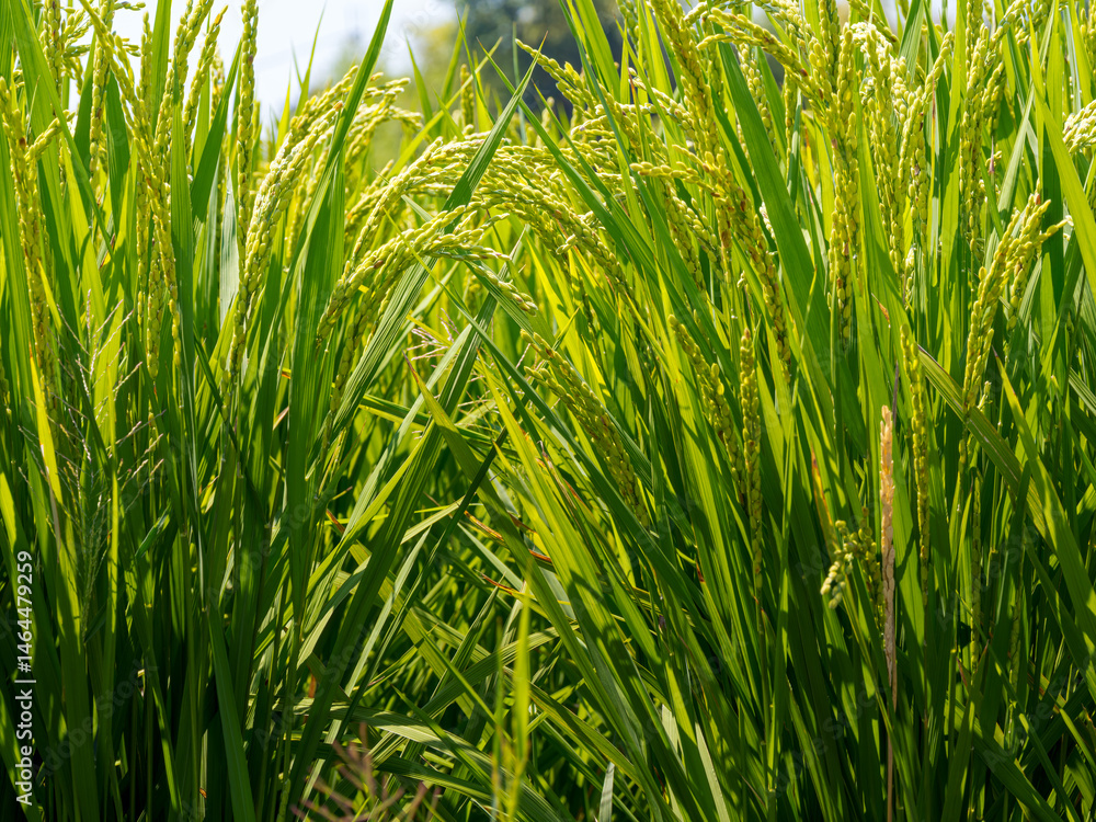 Fototapeta premium 稲穂