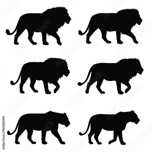 Lions walking in different positions, silhouette set vector. Adult lion silhouette collection on a white background. Wild carnivorous animals like big cats and lions, full body silhouette bundles.