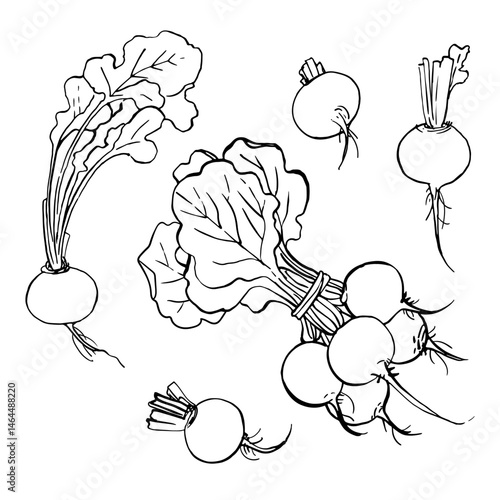 Radish. Black ink drawing on a white background.