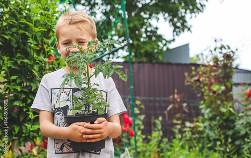The tomato seedling in a pot in the hands of a boy against the background of a garden.
