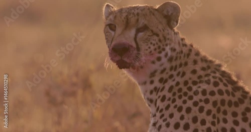 Close up tilt shot of a lone eyed cheetah's (Acinonyx jubatus) blood stained mouth as it scans the grasslands during sunrise