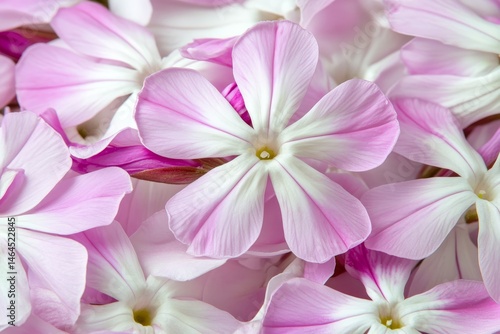Close-up view of delicate pink and white flowers.