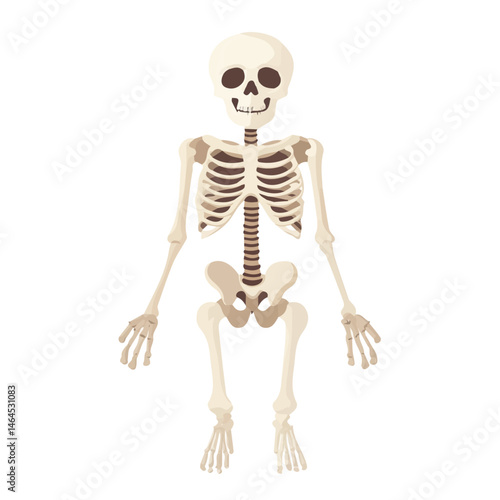 2D flat vector illustration of Skeleton, isolated on a white background.