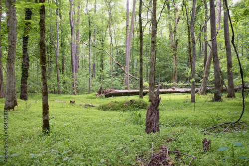 Fototapeta Pocahontas State Park