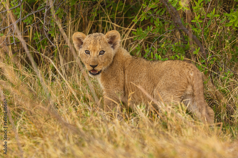 Obraz premium Young Lion cub (Panthera leo) in the grass, Moremi Game Reserve, Botswana
