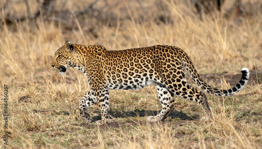 Obraz premium Majestic leopard walking through tall savanna grass.