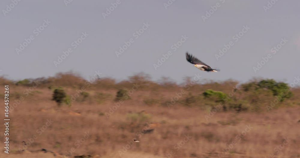 Extreme wide follow shot of an African fish eagle (Haliaeetus vocifer) flying about in the savanna during eventide at kenya