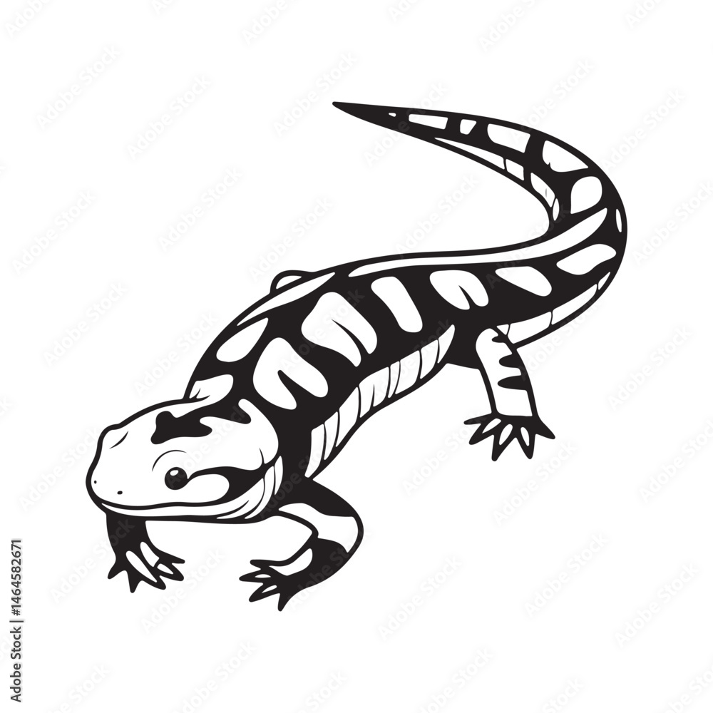 Fototapeta premium tiger salamander vector art illustration