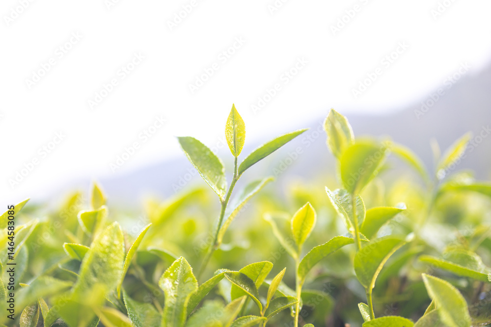 Obraz premium Green tea buds and leaves at early morning on plantation, tea plantation background, tea plantation in morning light, Green tea buds and leaves at early morning on plantation