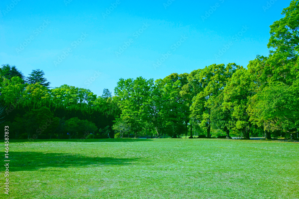 Fototapeta premium 緑の公園