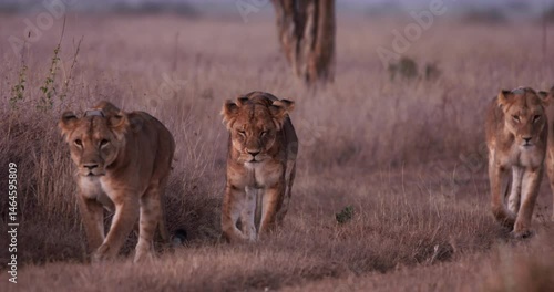 Wide shot of a pride of lions (Panthera leo) walking in unison through the savannah under beautiful morning light in Kenya.