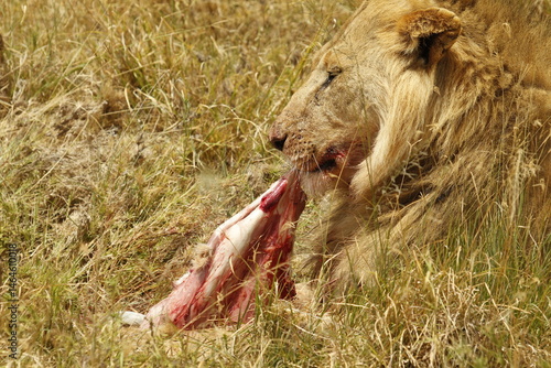 Primo piano leone che mangia la sua preda nell'erba.
Tanzania,Africa.