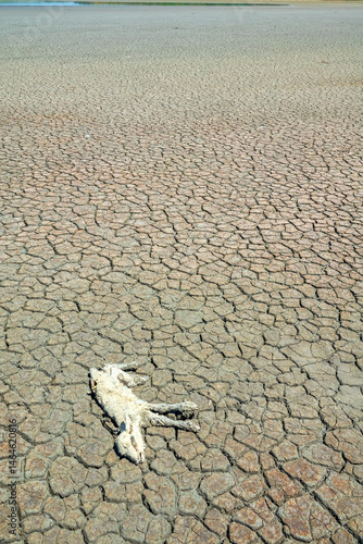 Severe drought leads to the drying up of reservoirs and the death of livestock (loss of cattle). A dead sheep on the cracked earth of the lake. Consequences of global warming