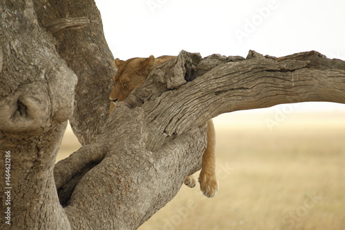 Leonessa a riposo su un'albero.
Tanzania,Africa.