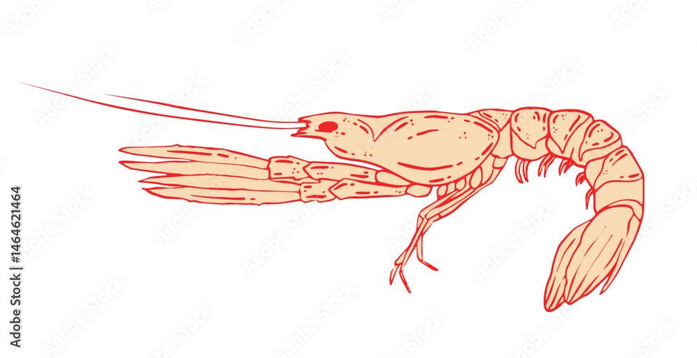 Fotografie Scampi vector illustration. Shrimp scampi drawing.