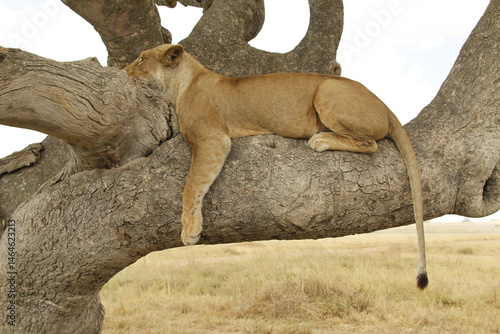 Leonessa profilo sinistro  a riposo su un'albero.
Tanzania,Africa.
