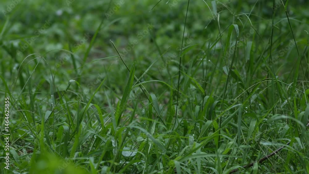 fresh green plants in the rain. Natural green background with leaf and drops of water.