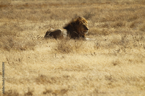 Leone solitario a riposo nell'erba.
Tanzania,Africa.