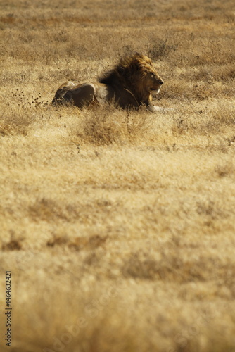 Leone solitario a riposo nell'erba.
Tanzania,Africa.