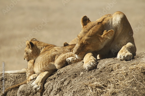 Giovane leonessa a riposo con la sua cucciolata.
Tanzania,Africa