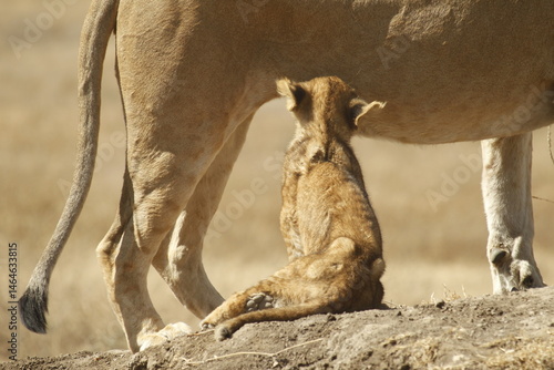 Cucciolo di leone che viene allattato.
Tanzania,Africa