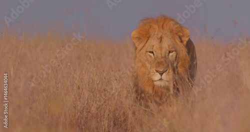 Wide shot of a male lion (Panthera leo) walking lazily across the savannah during the morning in Kenya.