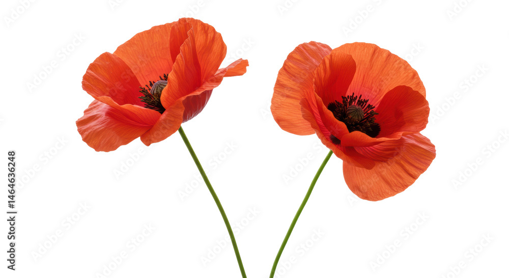 Fototapeta premium Photorealistic studio shot of two delicate red poppy flowers with thin, crinkled petals and dark centers, positioned side-by-side with thin green stems, distinctly separate. Set against 